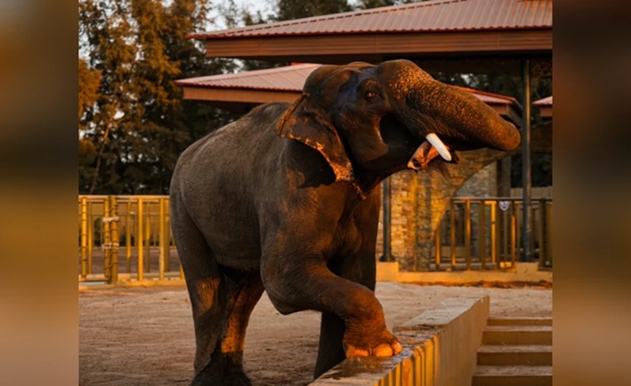 vantara zoo