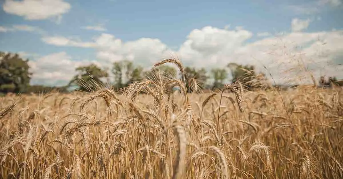Wheat price in Pakistan