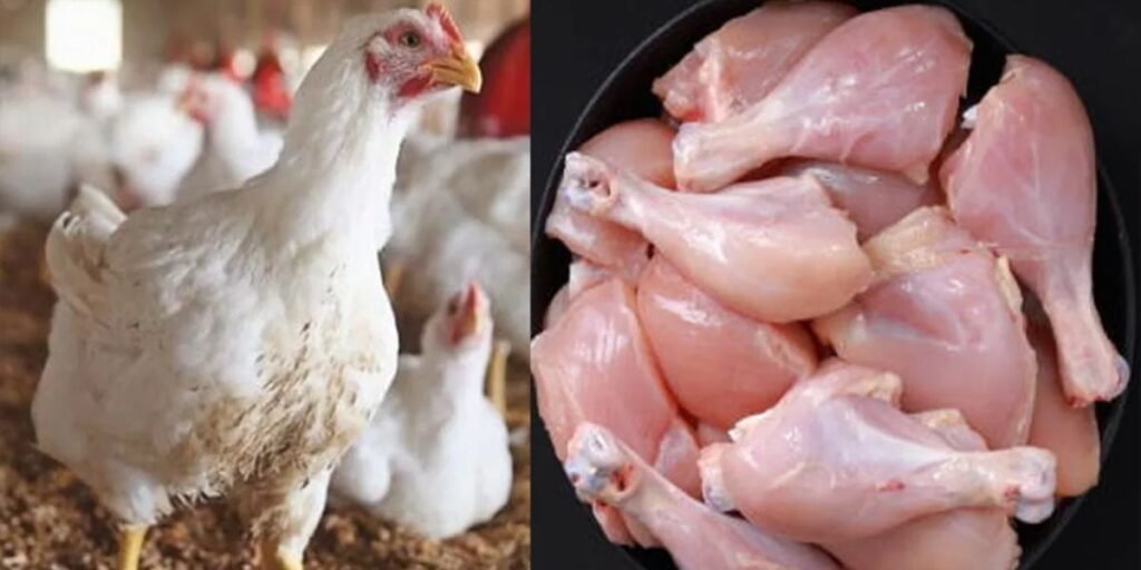 Broiler Chicken Rate Today In Pakistan